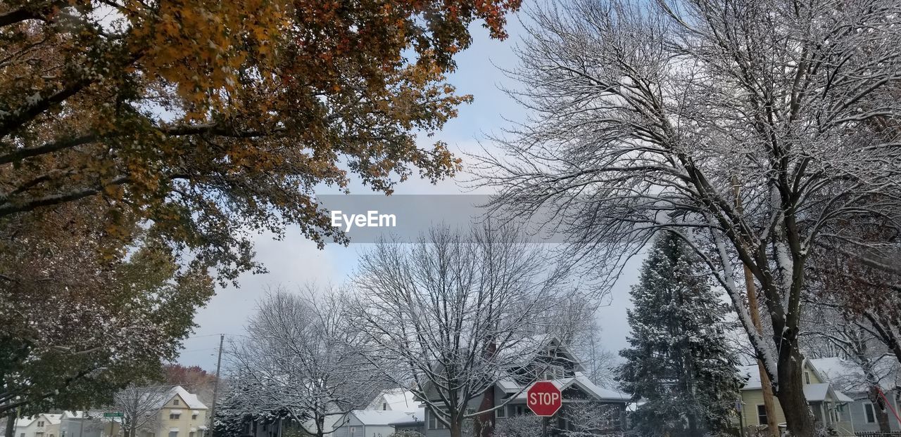 LOW ANGLE VIEW OF TREES AGAINST SKY DURING WINTER