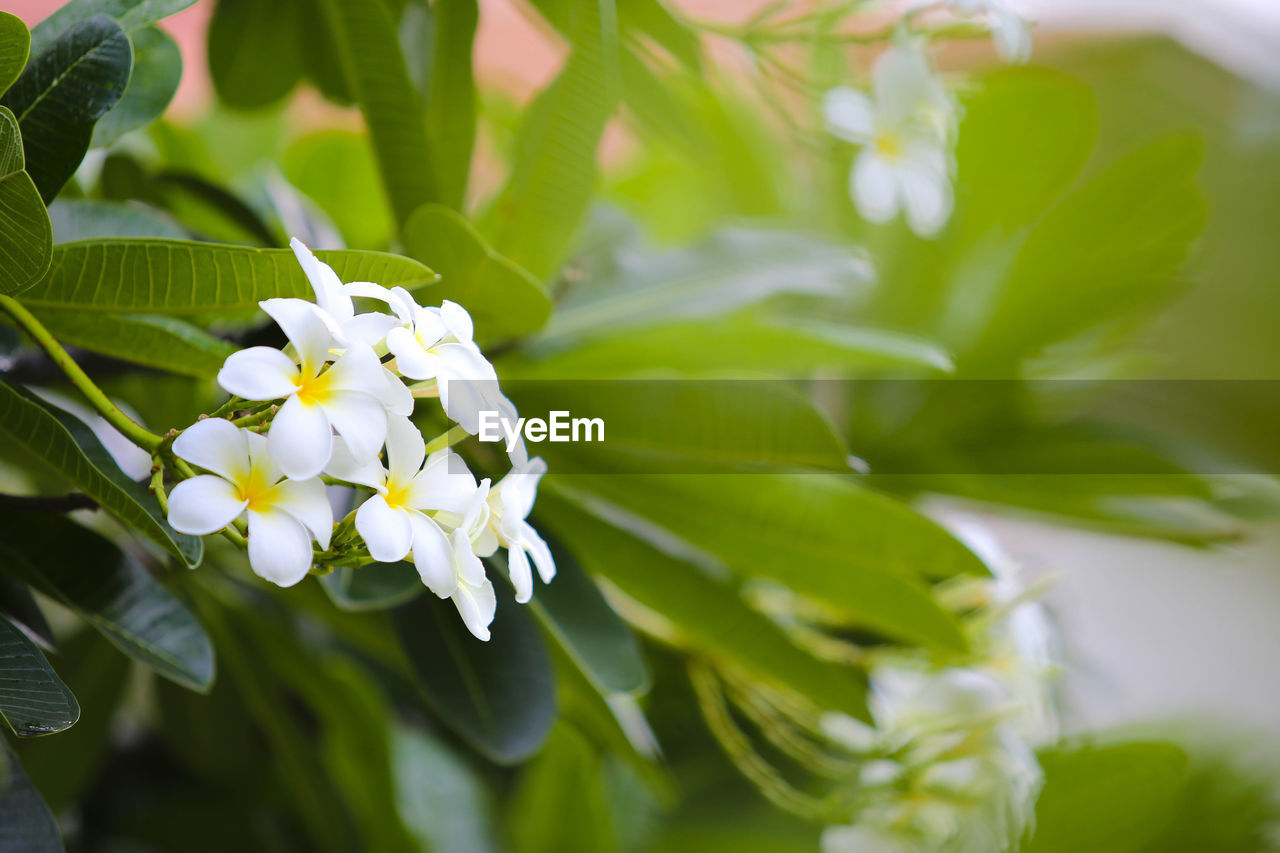 CLOSE-UP OF WHITE FLOWERING PLANT AGAINST BLURRED BACKGROUND