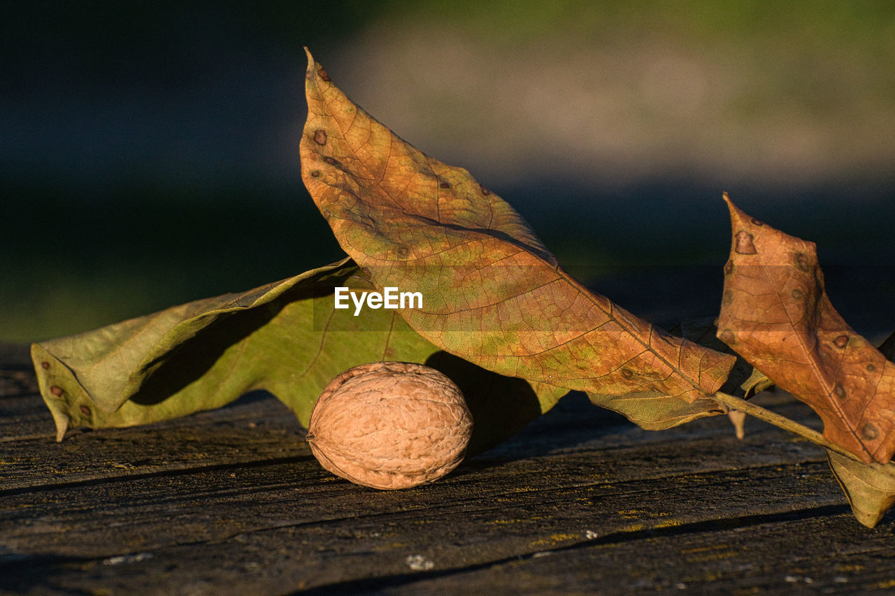 leaf, macro photography, tree, close-up, branch, autumn, nature, plant part, plant, yellow, no people, wood, flower, food and drink, outdoors, food, plant stem, fruit, dry, day, healthy eating