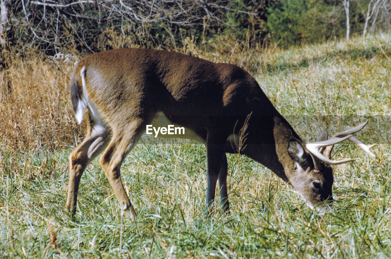 SIDE VIEW OF A HORSE IN FIELD