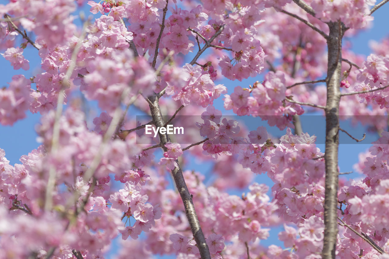 CLOSE-UP OF PINK CHERRY BLOSSOMS