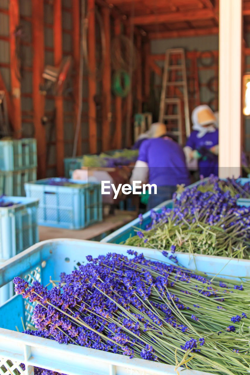 Shot of lavender being sorted in barn