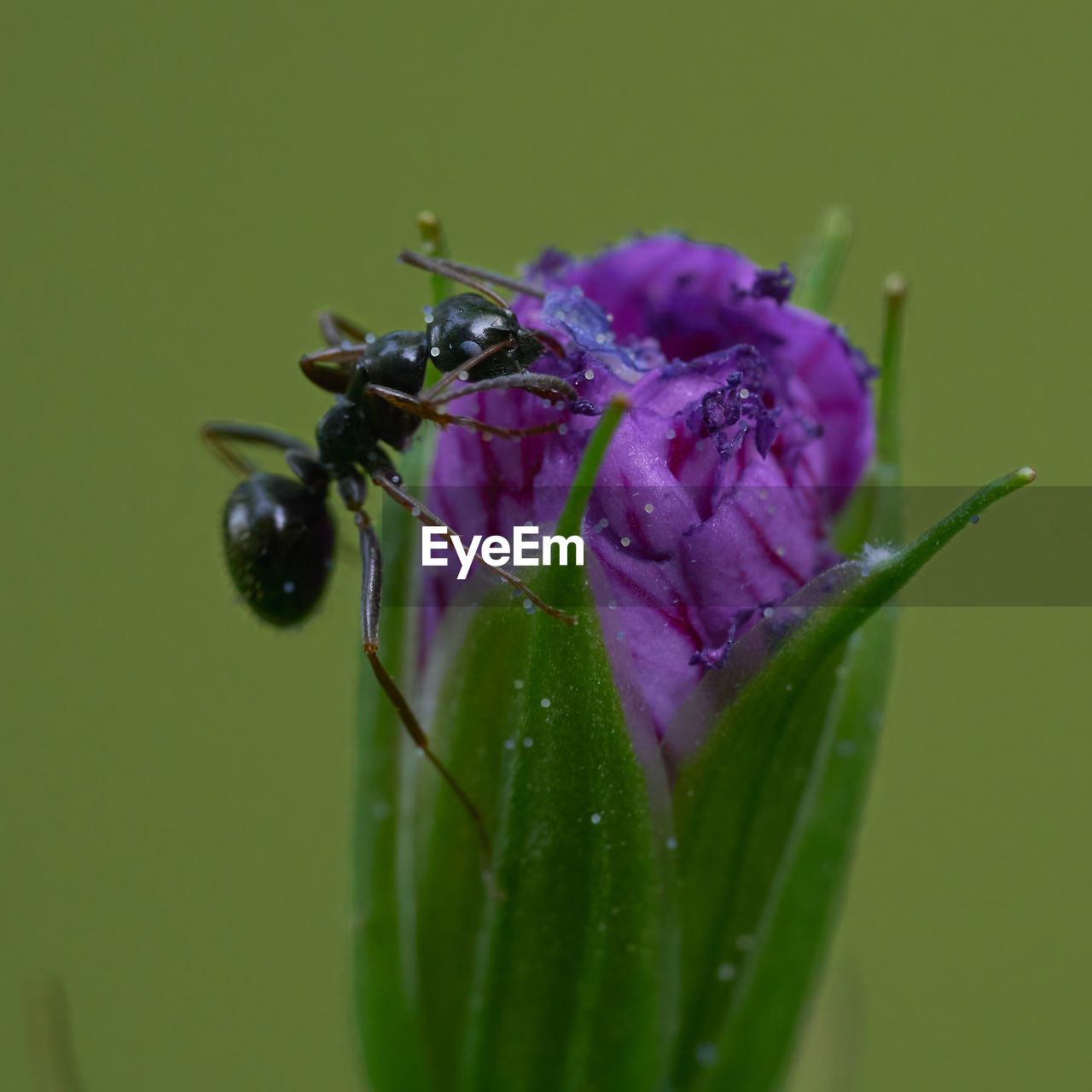 CLOSE-UP OF INSECT ON PURPLE FLOWERING PLANT