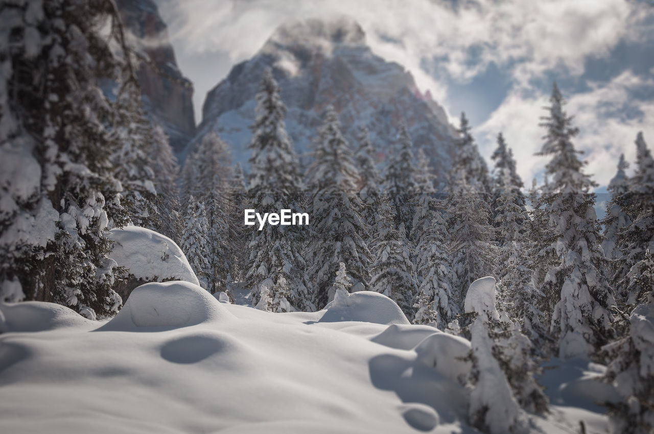 SNOW COVERED TREES AND MOUNTAINS