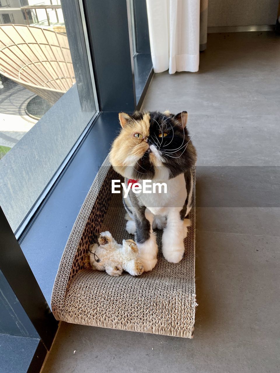 HIGH ANGLE VIEW OF A DOG WITH CAT ON FLOOR