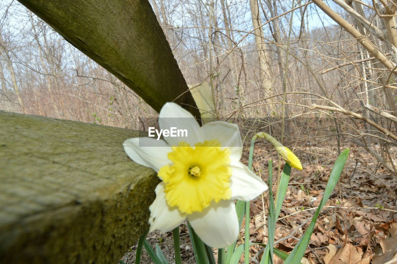 Close-up of daffodil blooming in forest