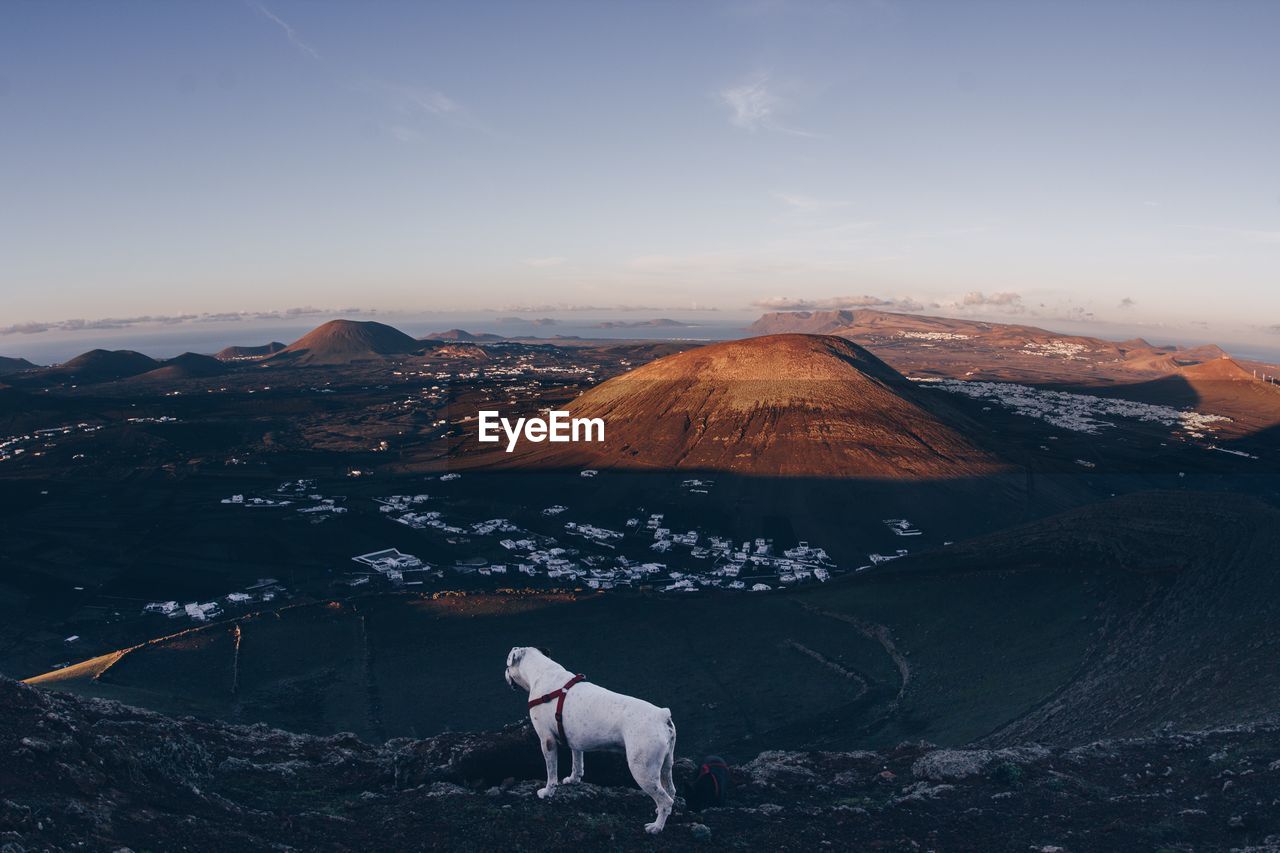 View of a dog on landscape against mountain range