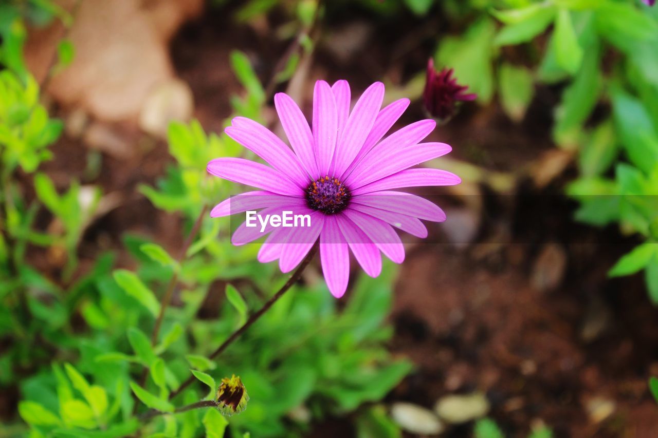 CLOSE-UP OF PURPLE DAISY FLOWER