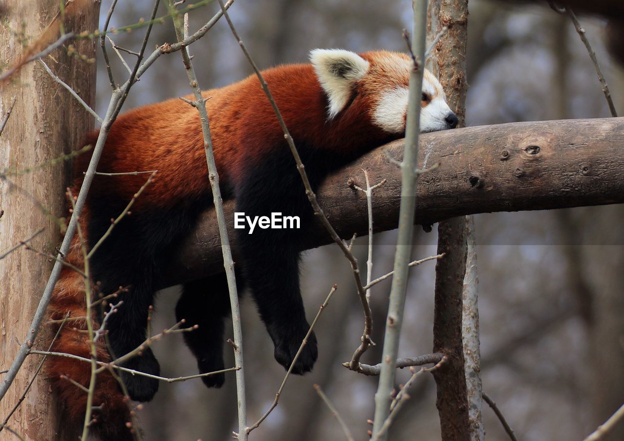 Red panda resting on branch at forest