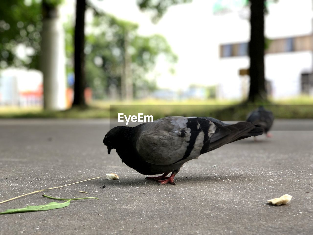 CLOSE-UP OF PIGEON