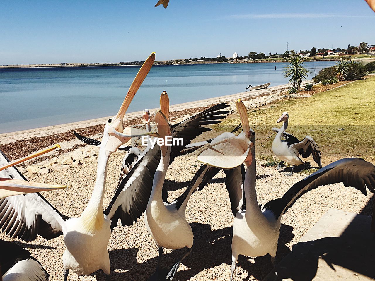 Pelicans catching fish at lakeshore