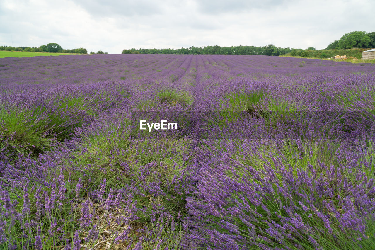 Purple flowering plants on field against sky