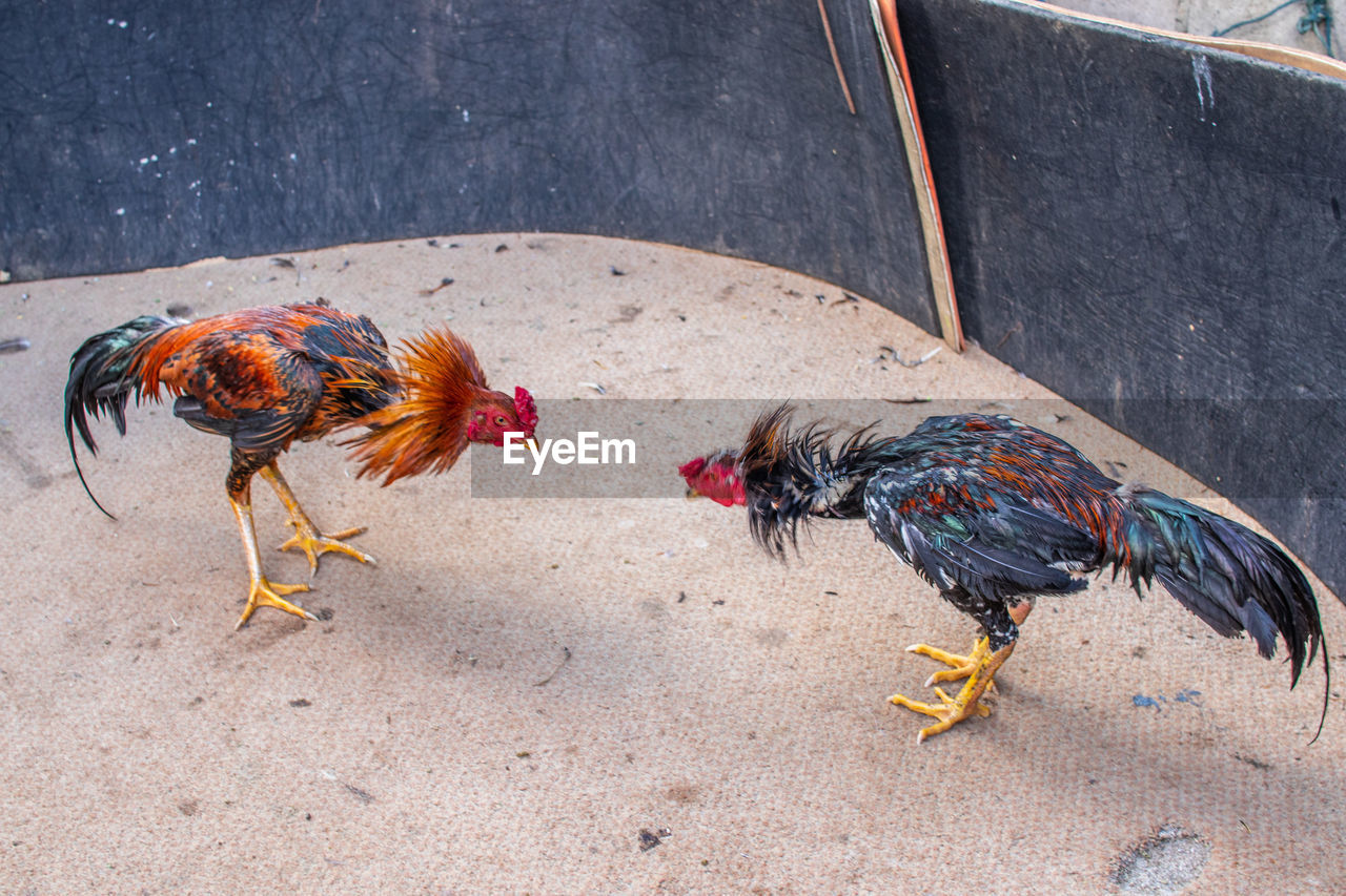 Two roosters during a cockfight at an event