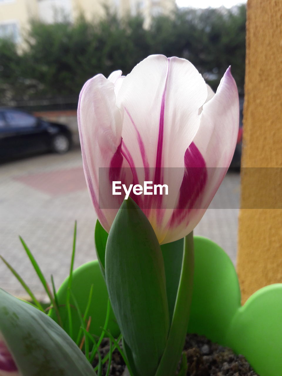 CLOSE-UP OF PINK FLOWER BLOOMING