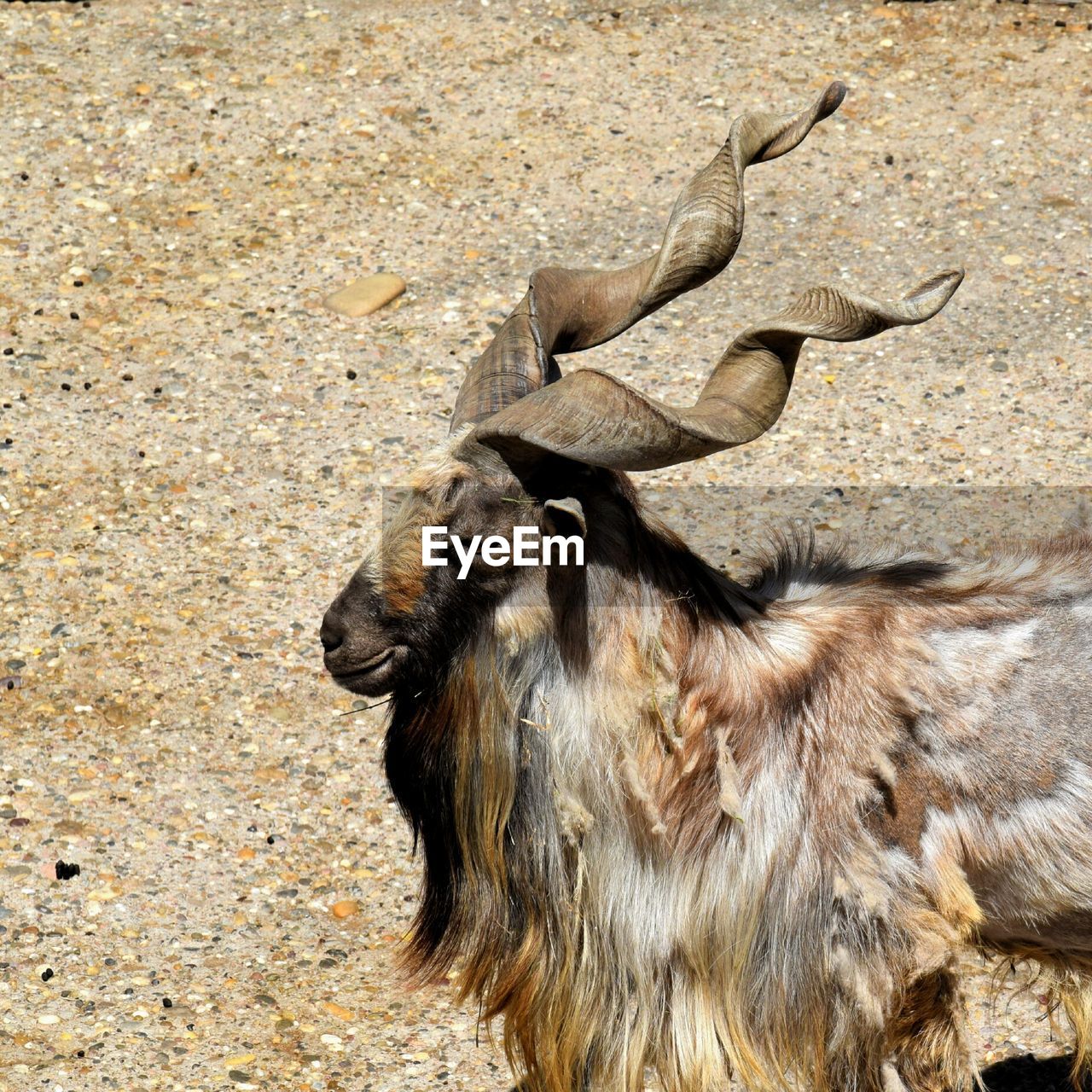 Portrait of goat standing outdoors