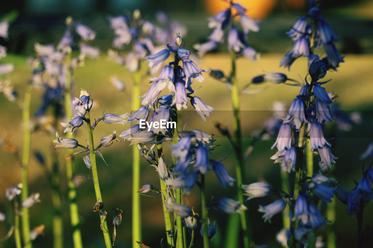 Close-up of purple flowering plant on field