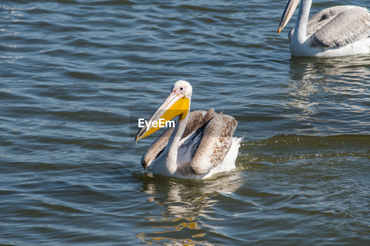 Great white pelican