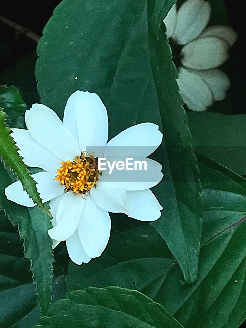 CLOSE-UP OF HONEY BEE ON FLOWER
