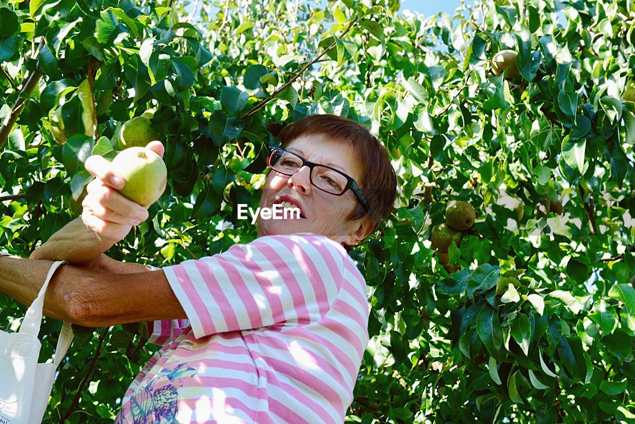 Low angle view of woman plucking fruits on tree