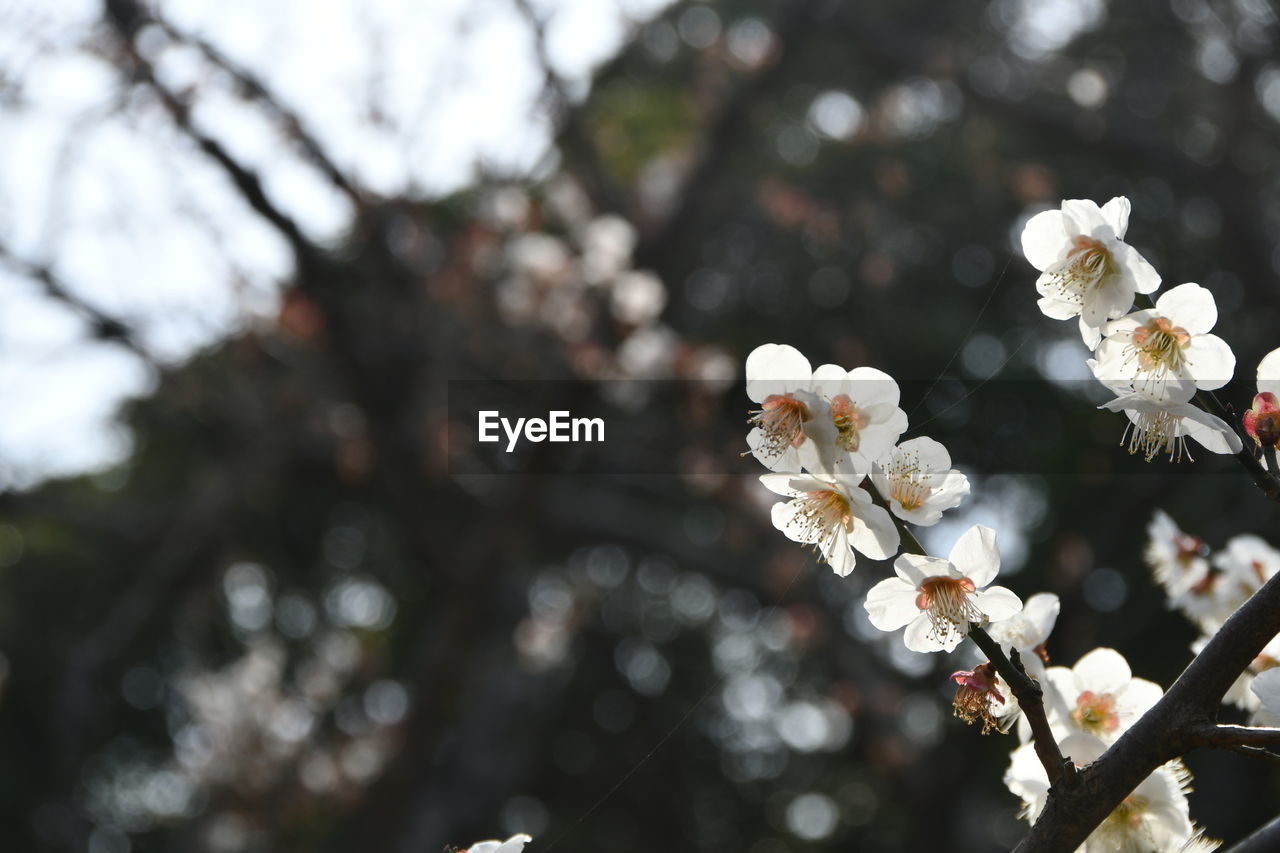 plant, tree, flower, flowering plant, blossom, beauty in nature, branch, springtime, freshness, spring, growth, nature, fragility, white, cherry blossom, close-up, focus on foreground, macro photography, no people, outdoors, day, flower head, botany, produce, inflorescence, twig, fruit tree, cherry tree, leaf, selective focus, petal, food and drink, tranquility