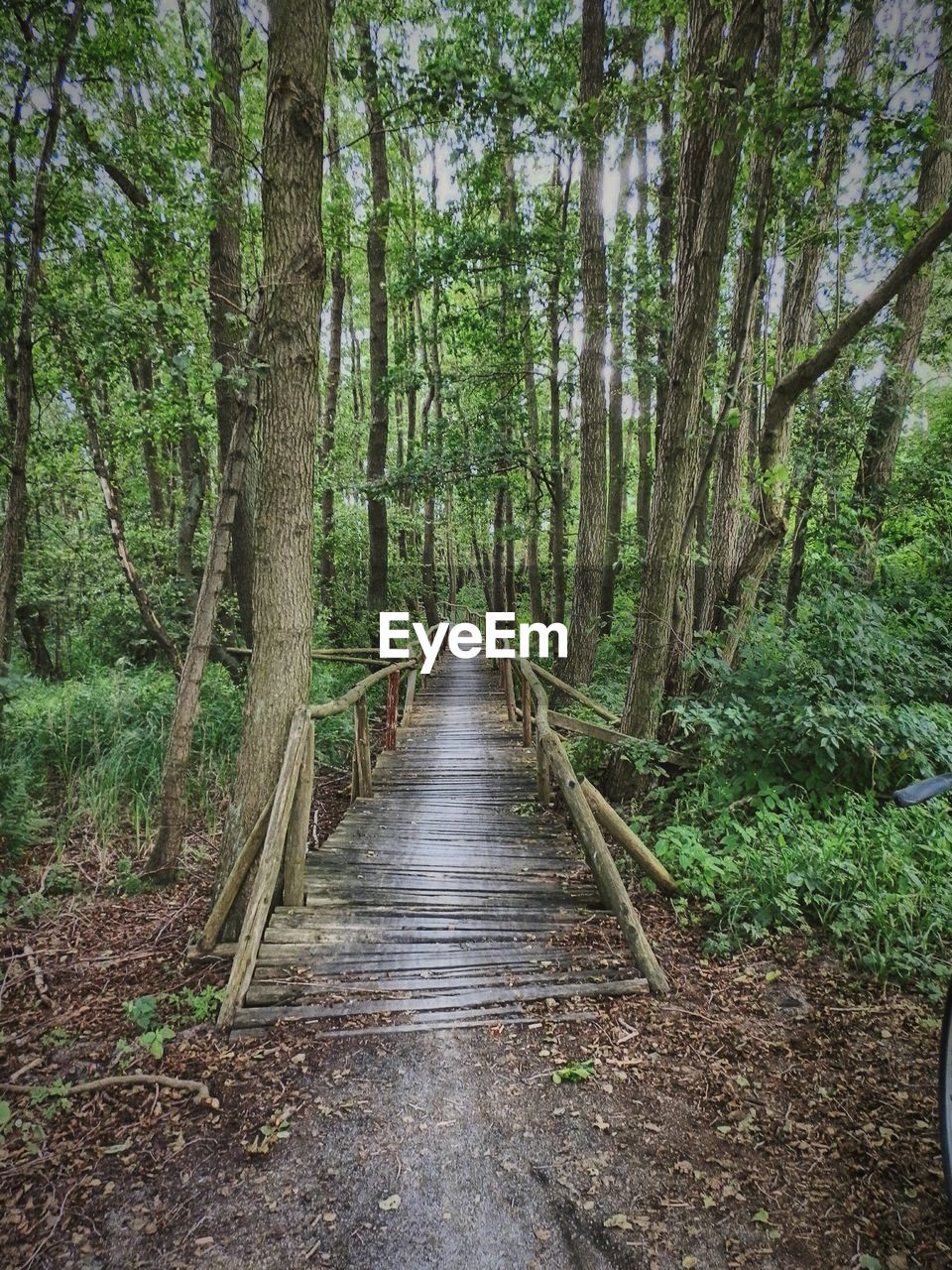 Walkway amidst trees in forest