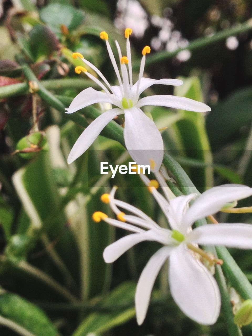 CLOSE-UP OF FLOWER