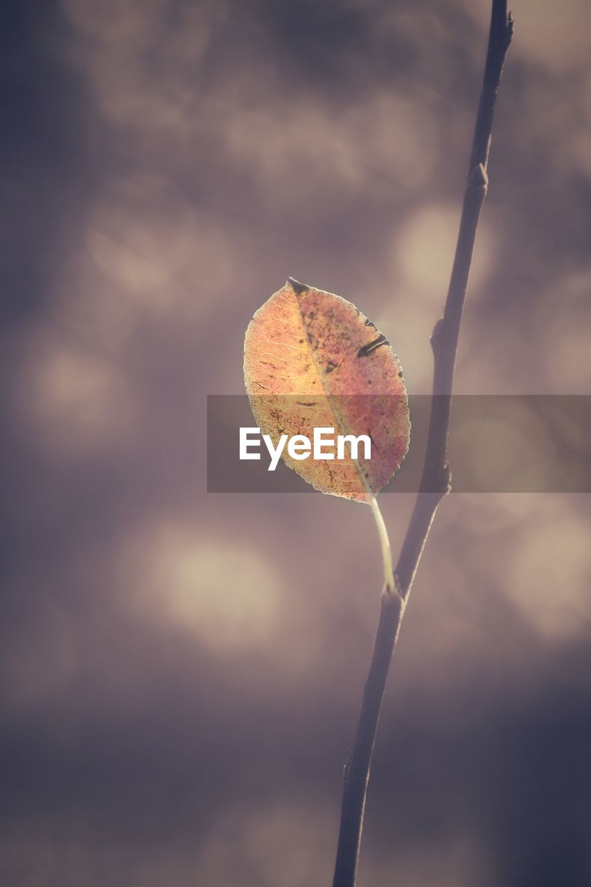 Close-up of dry leaf on tree