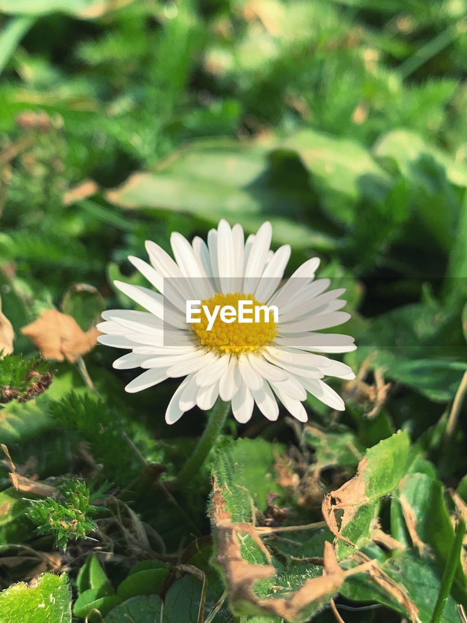 CLOSE-UP OF WHITE DAISY AND YELLOW FLOWER