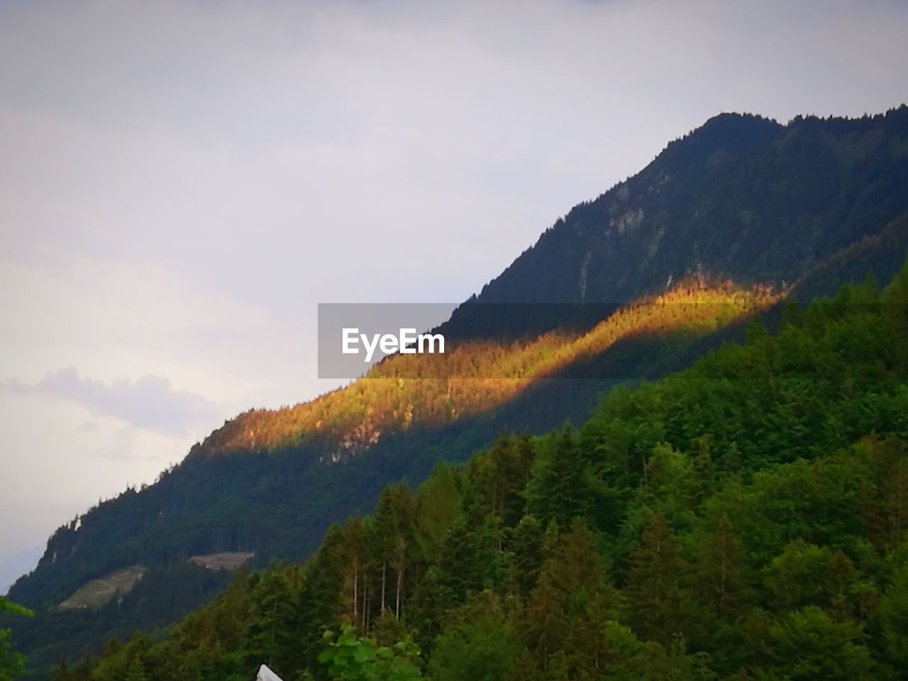 SCENIC VIEW OF TREES AGAINST SKY