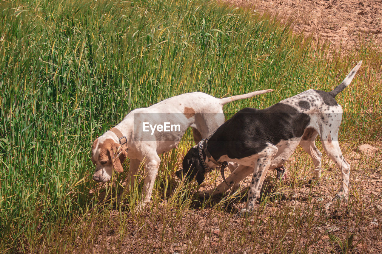 Two hunting pointer dogs in the field sniffing