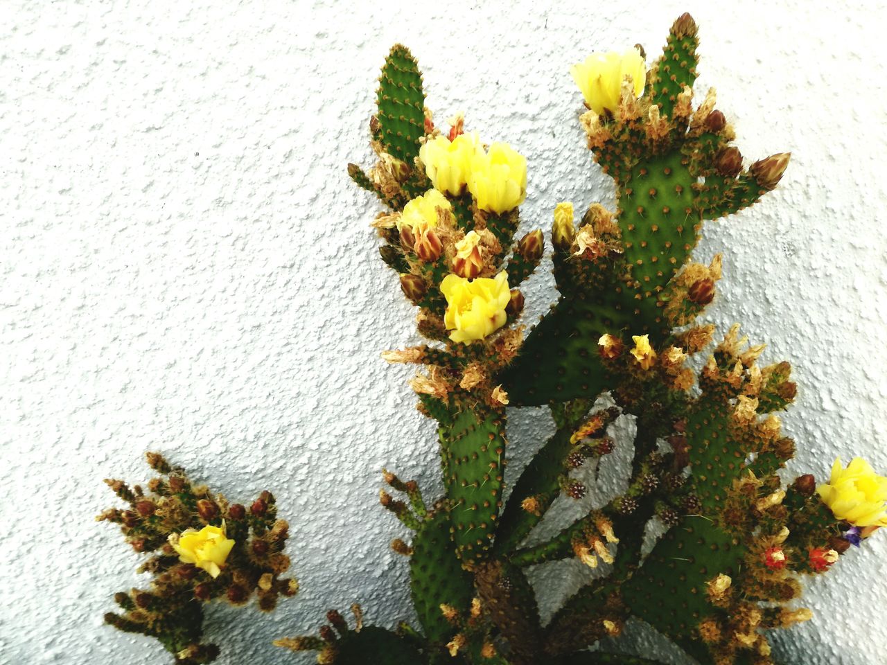 HIGH ANGLE VIEW OF YELLOW FLOWER