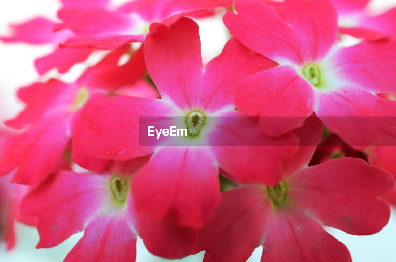 Close-up of pink flowers