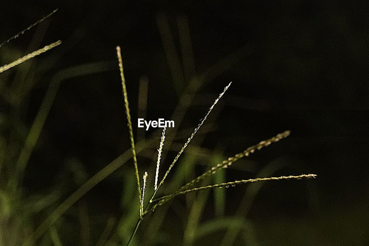 Close-up of plant growing outdoors