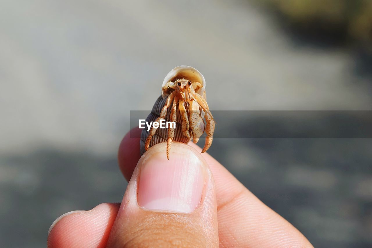 Cropped image of person holding hermit crab
