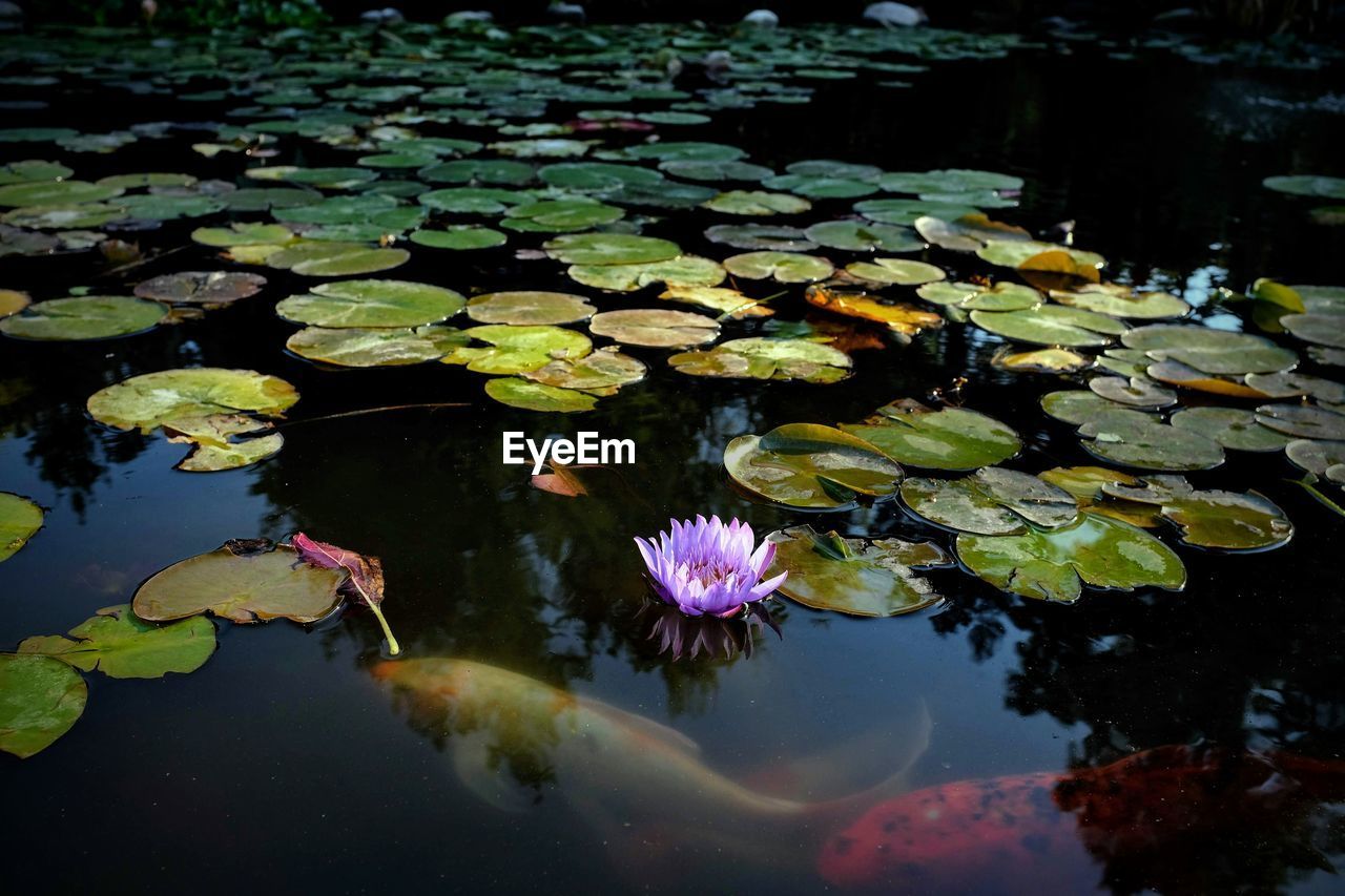 LOTUS WATER LILY ON LEAVES IN LAKE