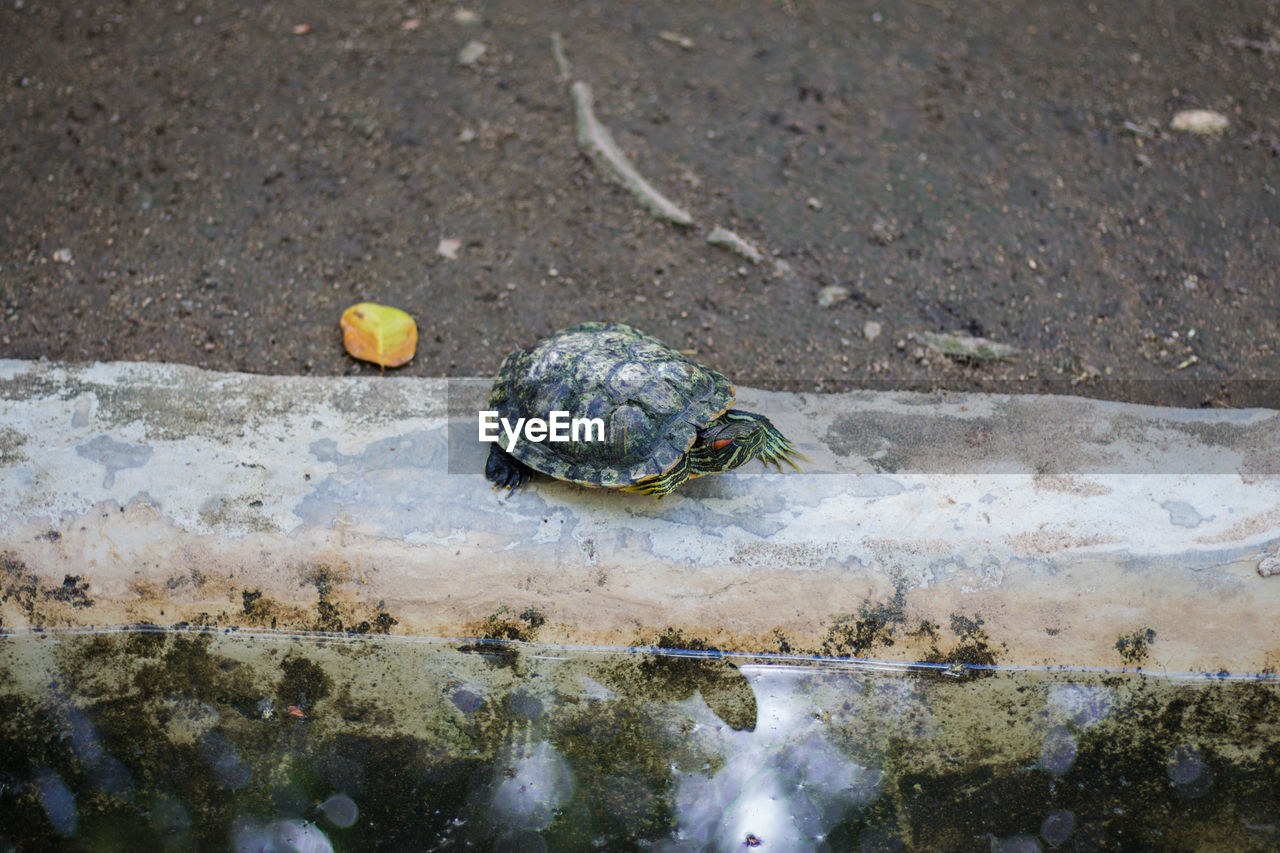 HIGH ANGLE VIEW OF A TURTLE IN THE LAKE