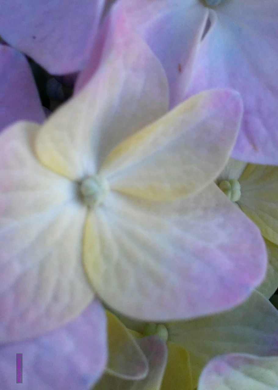 CLOSE-UP OF FLOWER