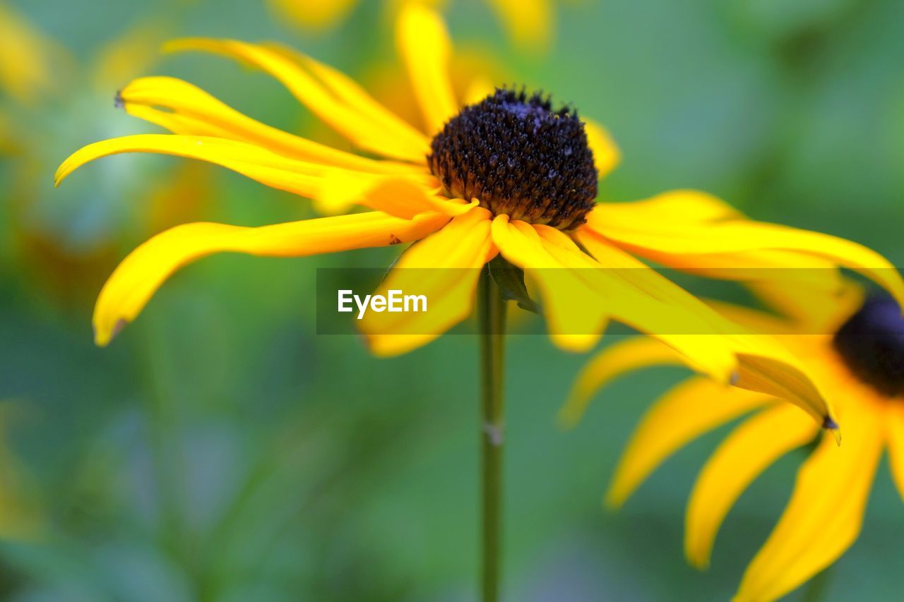 flower, flowering plant, plant, freshness, yellow, beauty in nature, fragility, flower head, close-up, black-eyed susan, growth, petal, inflorescence, nature, macro photography, focus on foreground, no people, pollen, meadow, outdoors, wildflower, day, botany, selective focus