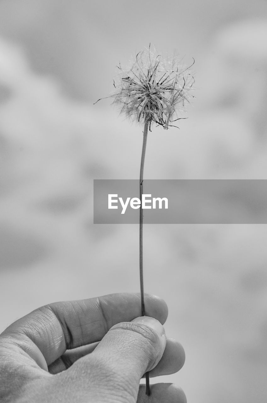 CLOSE-UP OF HAND HOLDING DANDELION AGAINST SKY
