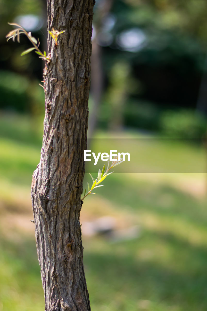 CLOSE-UP OF TREE ON FIELD