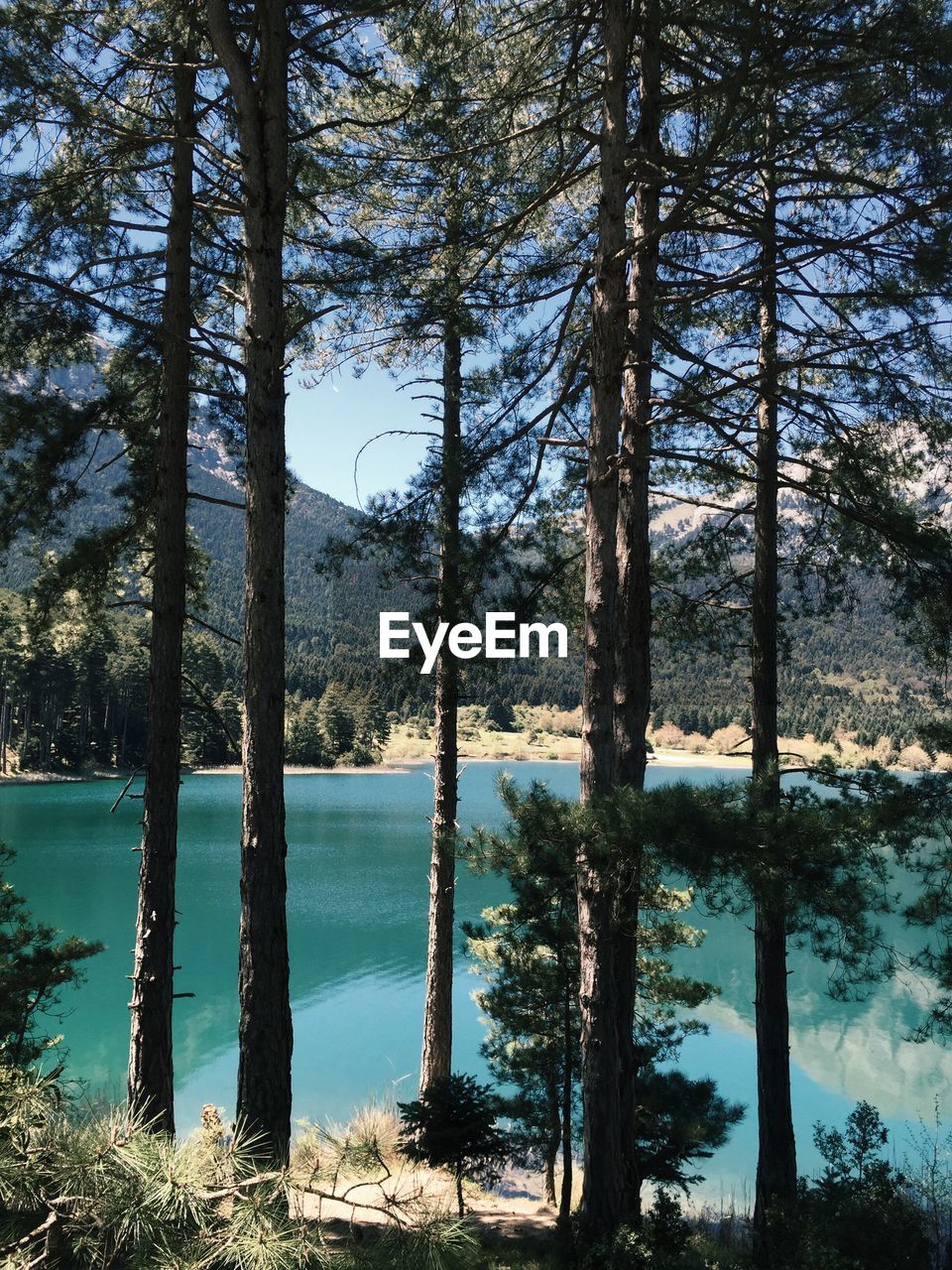 Trees by lake on sunny day