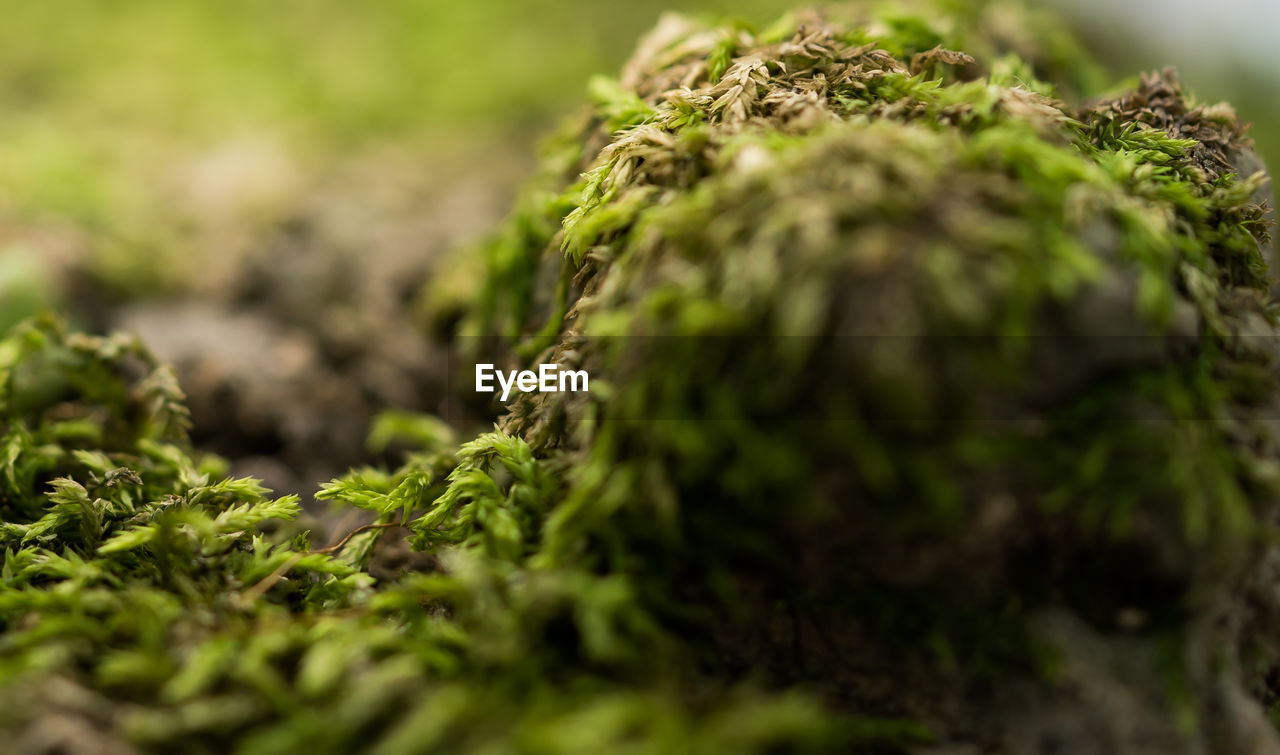 Close-up of moss growing on plant