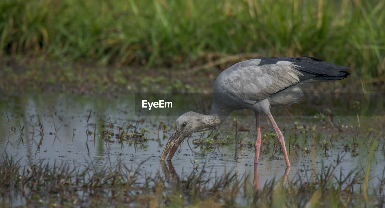 Wild bird open billed stork collecting food from water at his own habitat.