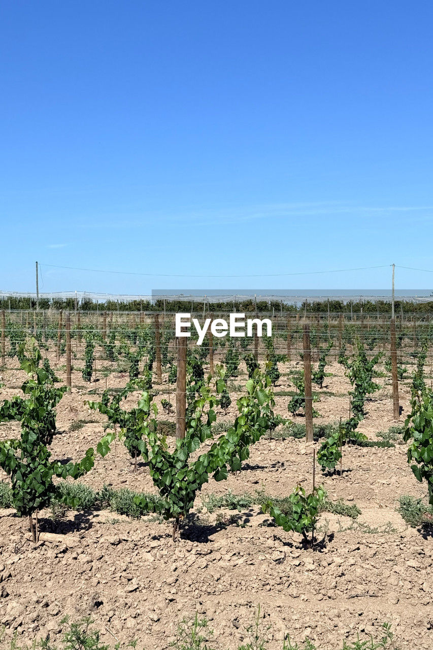 soil, landscape, sky, environment, nature, field, agriculture, land, plant, scenics - nature, clear sky, no people, blue, day, natural environment, growth, desert, rural scene, copy space, arid climate, tranquility, tranquil scene, outdoors, beauty in nature, sunny, tree, sunlight, non-urban scene, climate, horizon over land, horizon, rural area, succulent plant, farm, cactus