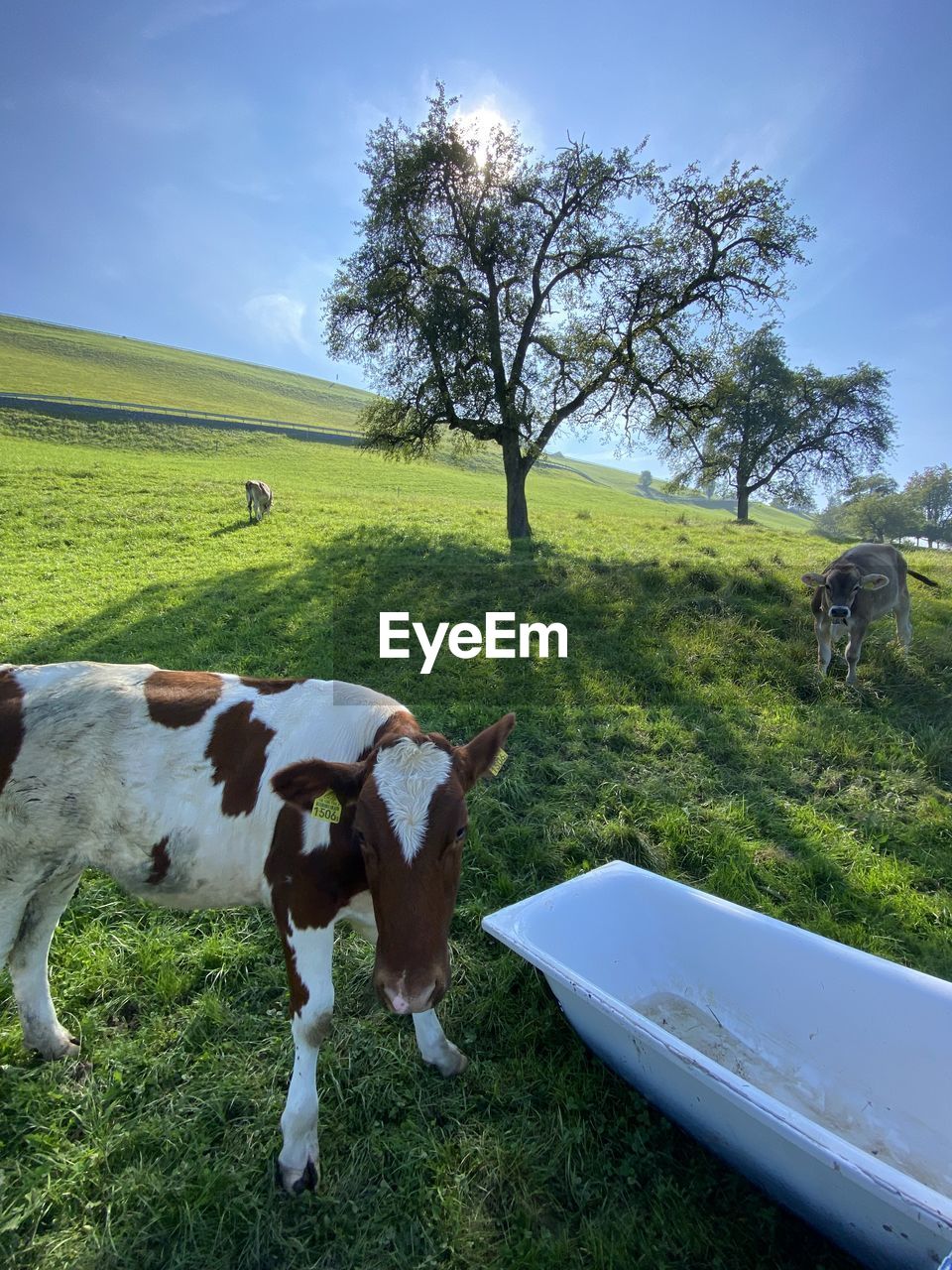 COW ON GRASSY FIELD