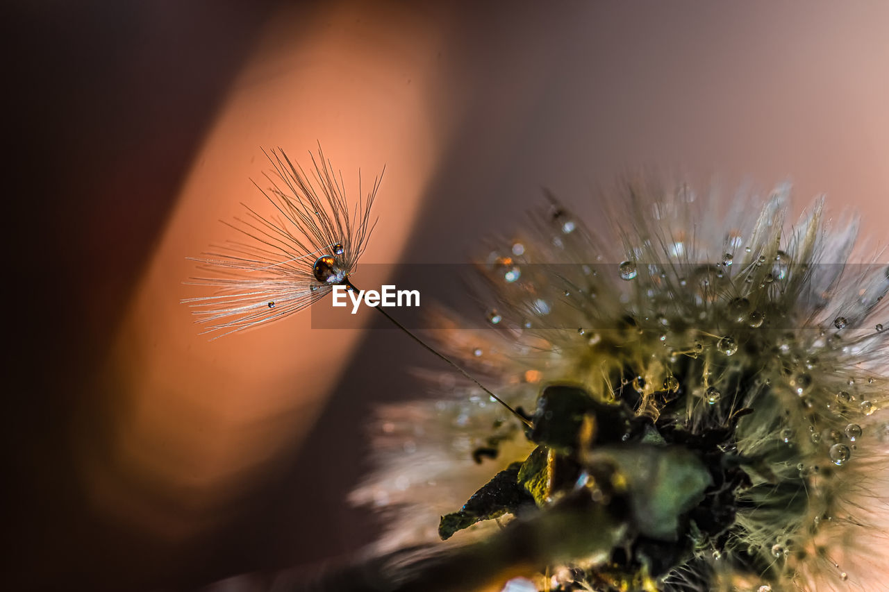 Filigree dandelions with enchanting drops of water in close-up