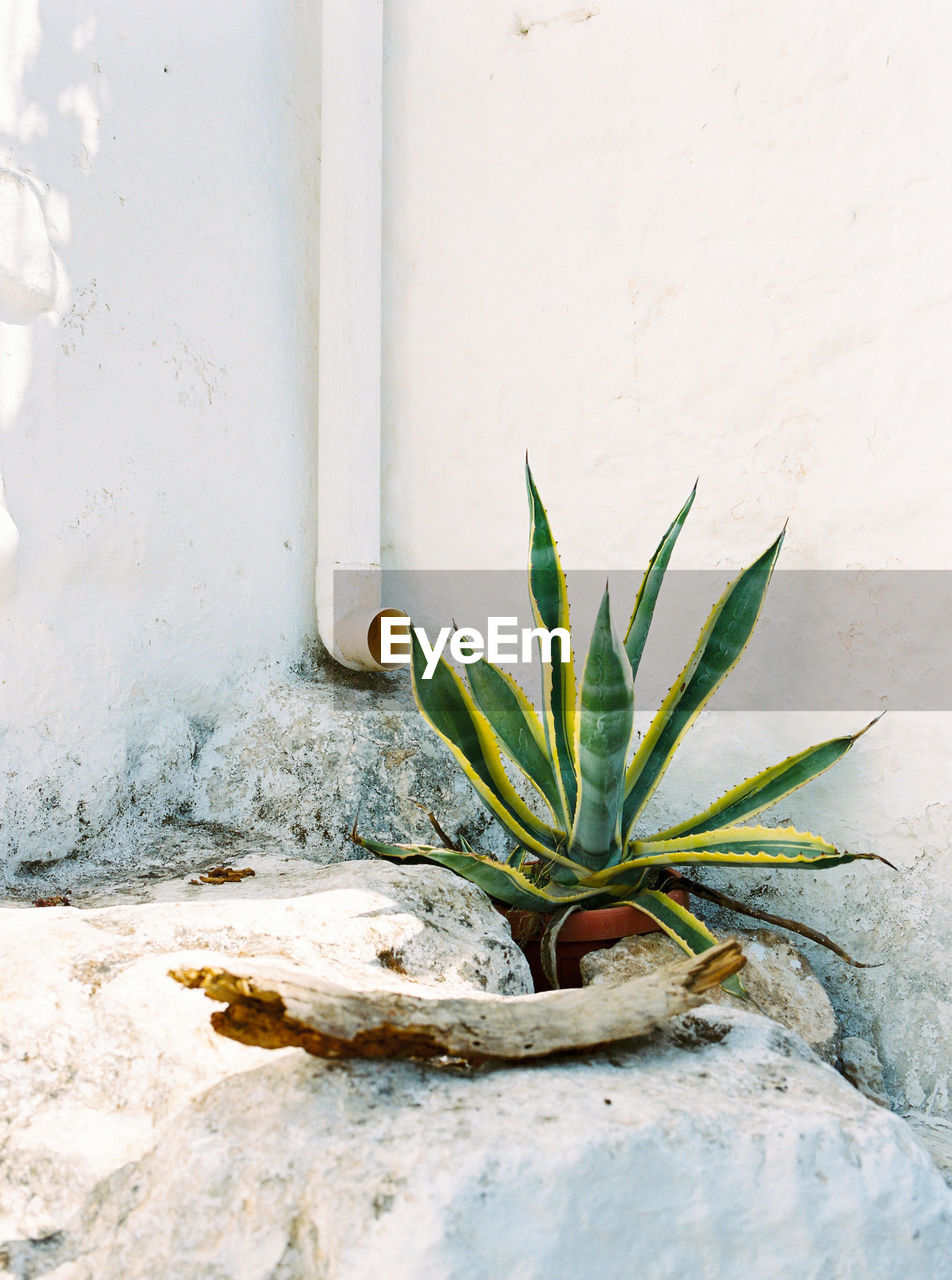 Close-up of potted plant against wall