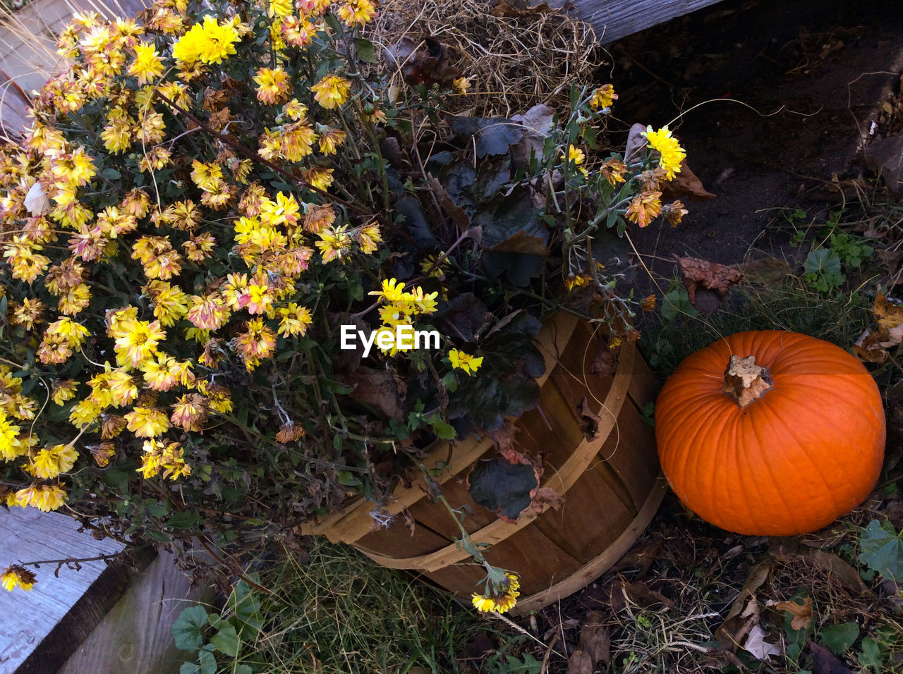 High angle view of wilted potted plant by pumpkin on field