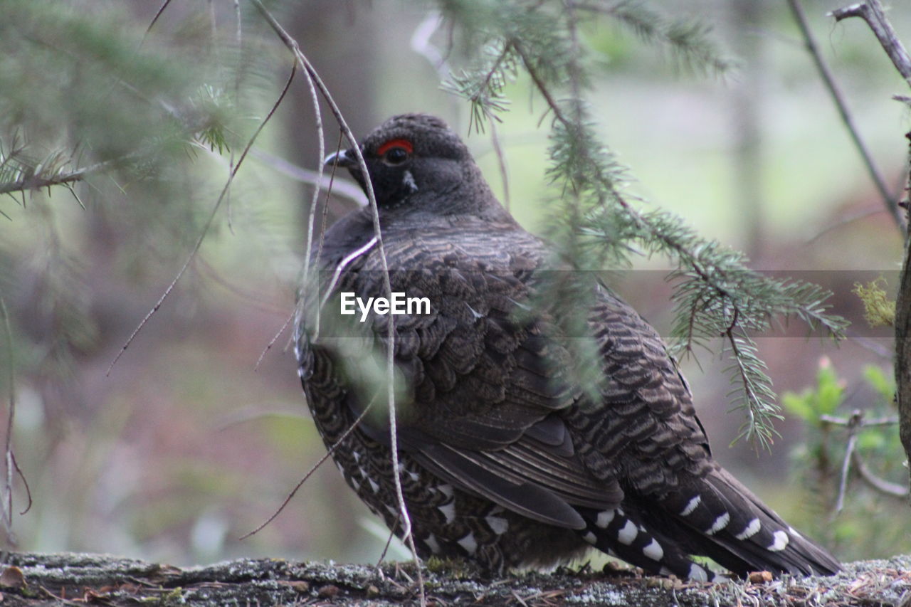 Close-up of bird perching on branch