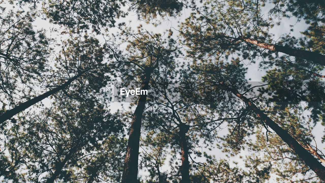 LOW ANGLE VIEW OF TREES IN FOREST